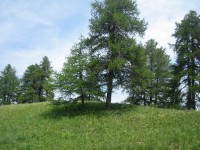 /album/risoul-1850/a-faire-developper-bellaria-risoul-2013-294-jpg/